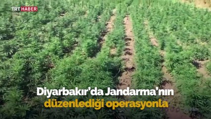 Diyarbakır'da tek operasyonda 6 milyon kök kenevir ele geçirildi