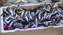 Sinop’ta Balıkçı Tezgahları İstavritle Doldu