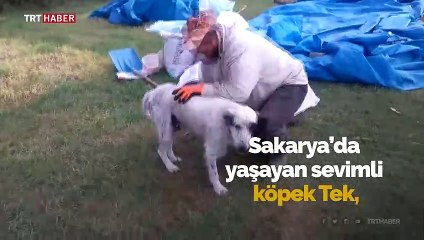 Sakarya'da annesiz kediye sahip çıkan köpek