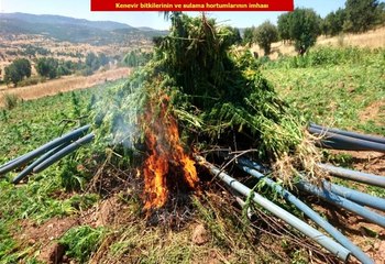 Teröre büyük darbe: 6 milyon kök keneviri ele geçirildi