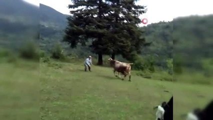 Sahibiyle oyun oynayan inek görenleri şaşkına çevirdi