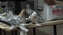 Bu güvercinler açık arttırmayla 30 bin liralık araba fiyatına satılıyor