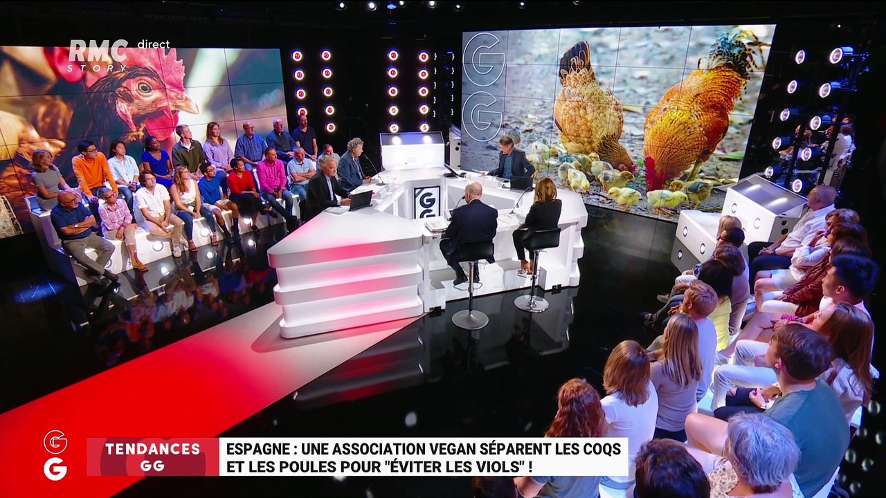 Les tendances GG : En Espagne, une association végane sépare les poules des coqs pour "éviter des viols" ! - 04/09