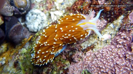 These Beautiful Opalescent Sea Slugs Are Small But Deadly