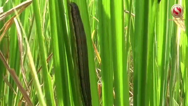 Biswanath farmers worried over pest attack on rice crops | The Sentinel News | Assam News