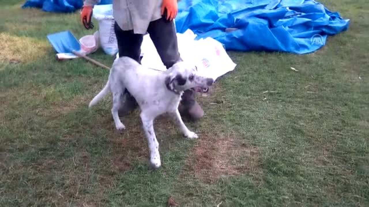 Kedi ve köpeğin dostluğu görenleri şaşırtıyor