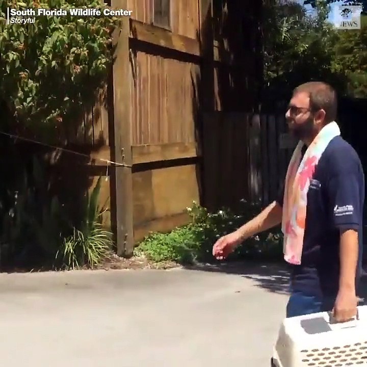 Dorian Kasırgası'nın vurması beklenen Florida'da Dorian Kasırgası'nın vurması beklenen Florida'da sokak hayvanları koruma altına alınıyor hayvanlar koruma altına alınıyor