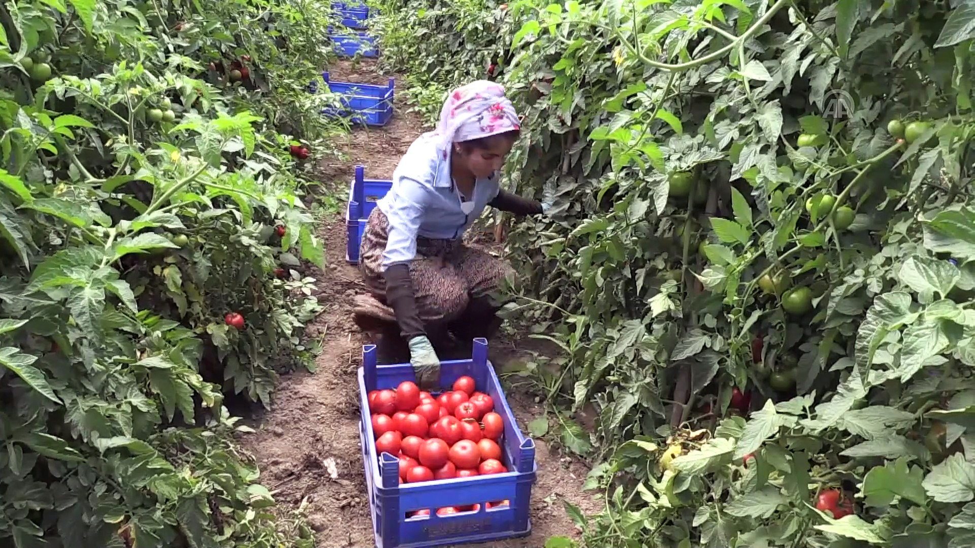 Bahcelerimizde Domates Yetistirilmesi Ve Domatesin Budanmasi Kocaeli Gazetesi