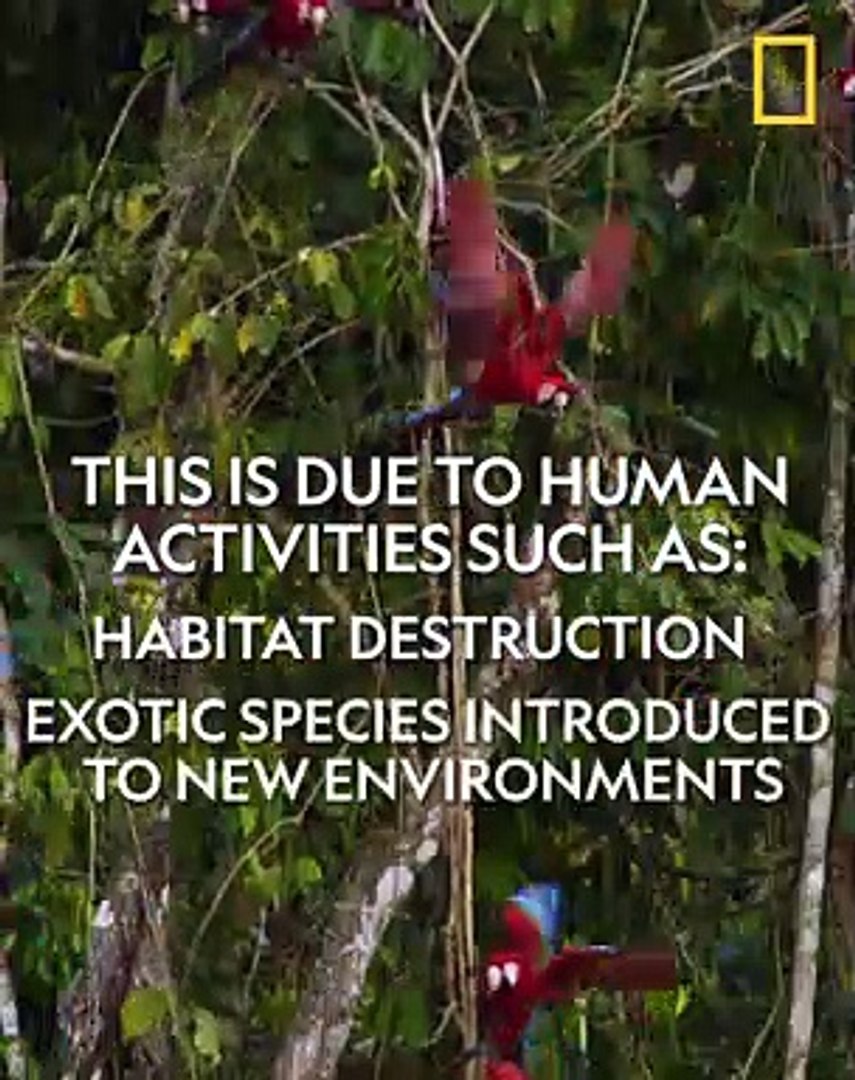 ⁣National Geographic - endangered species day