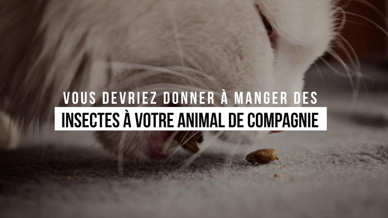 Les vétérinaires l'affirment : vous devriez donner à manger des insectes à votre animal de compagnie