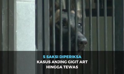 Download Video: Kasus ART Tewas Digigit Anjing Bima Aryo, Polisi Periksa Lima Saksi