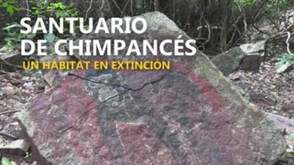 Los últimos chimpancés de Senegal