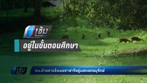 หน.ห้วยขาแข้ง ยัน “ซาฟารี” อยู่นอกเขตอนุรักษ์ - เข้มข่าวค่ำ