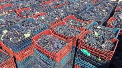 İslahiye üzümünde kurutma zamanı - GAZİANTEP