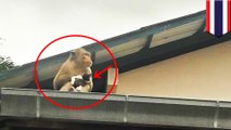 Lucu! Monyet culik anak kucing dan memberinya pisang - TomoNews