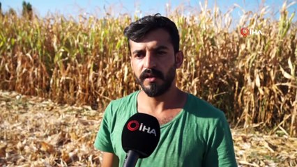 Batman'da Mısır Hasadı Başladı