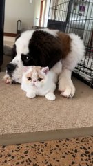 Huge Dog Lovingly Licks Feline Friend