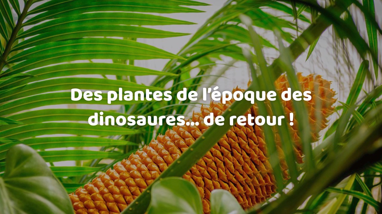 Des plantes de l’époque des dinosaures repoussent à cause du réchauffement climatique