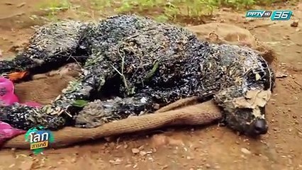 เปิดโลกสัตว์เดนตายห้าวหาญ - โลกสารคดี (3/3)