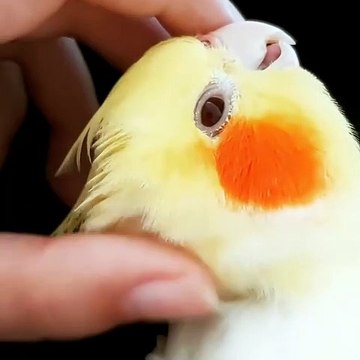 La façon dont cette perruche sort sa langue quand on lui caresse sur la tête. Trop chou !