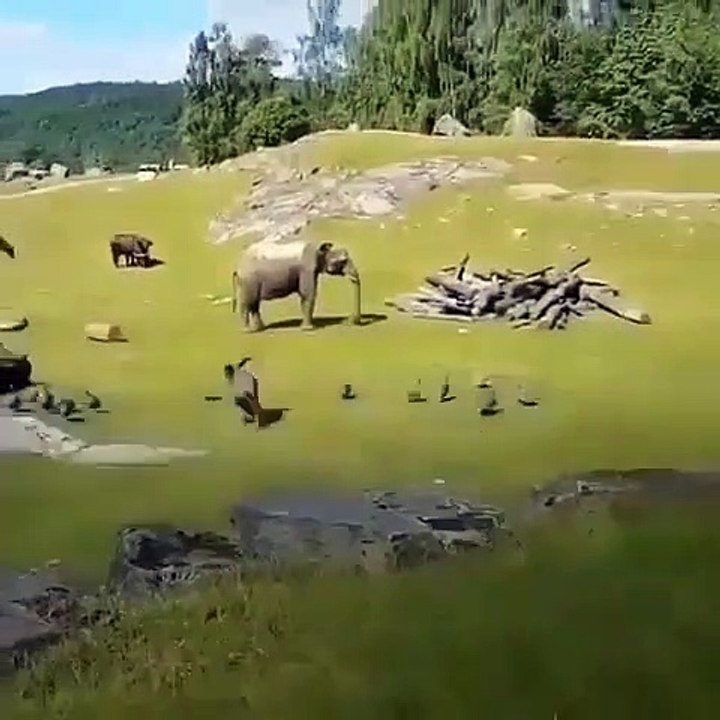 Regardez comment la mère éléphant réagit quand son bébé tombe en courant après les oiseaux !