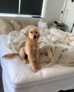 Cette chienne Golden Retrievers fait un twerk rigolo. A voir !