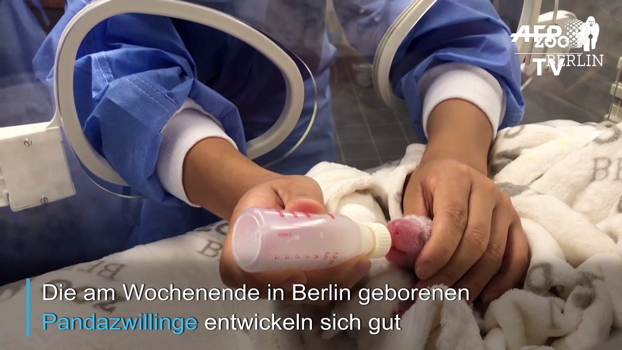 Pandababys im Berliner Zoo haben einen 'Bärenhunger'