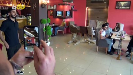 Big Cat In The City! Man Takes Pet Lion Around Town; Allowing People To Pet & Take Pictures!