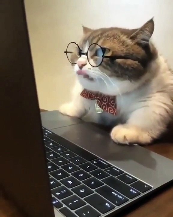 Ce chat à lunettes se prend pour un geek. A mourir de rire !