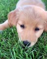 Cette superbe Golden Retriever aime s’étendre sur l’herbe. Mignon !