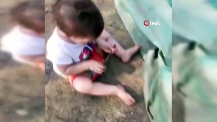 Fındık banyosu yapan kedi sosyal medyada ilgi gördü