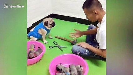 Pug plays rock, paper, scissors with owner to 'win' her babies back