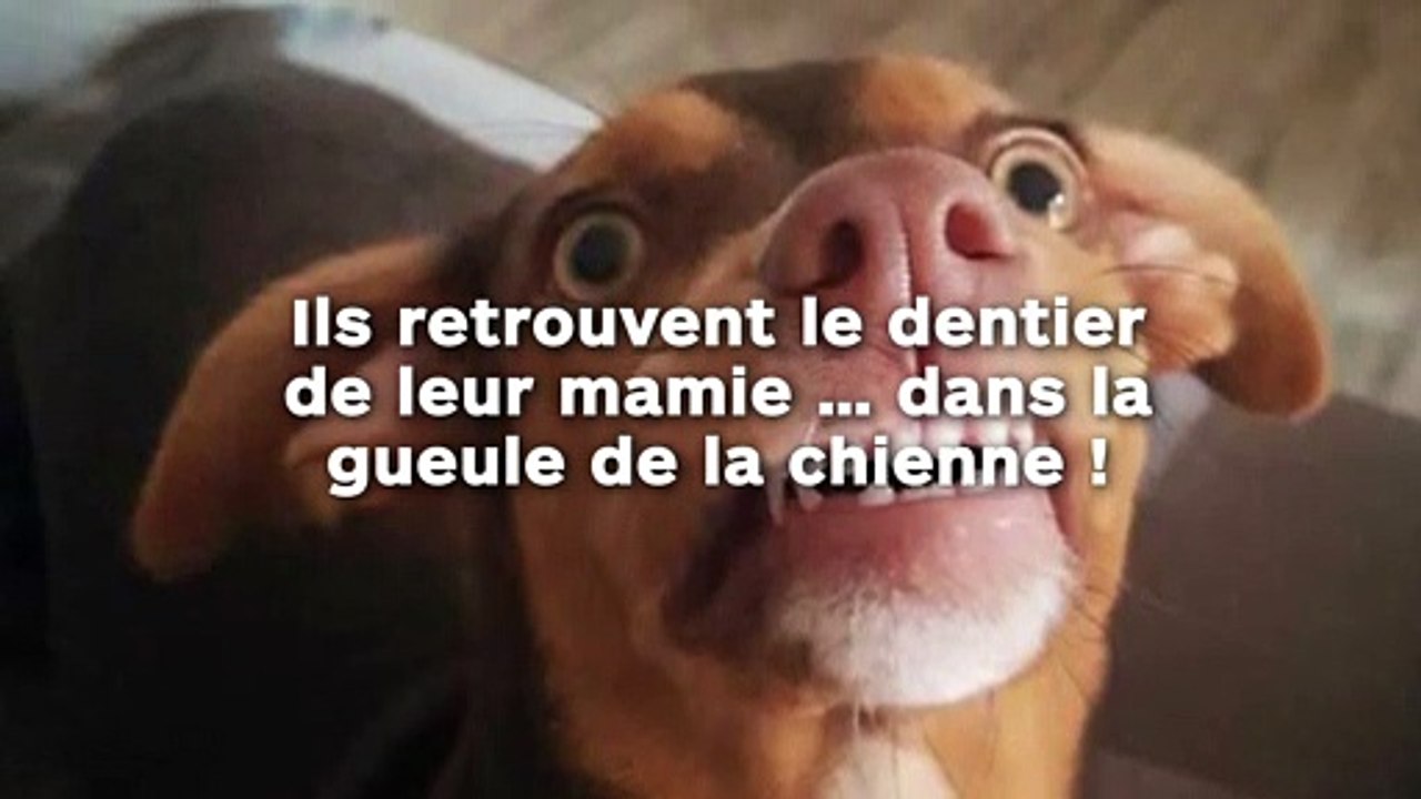 Ils cherchent partout le dentier de leur mamie et le retrouvent… dans la gueule de leur chienne !