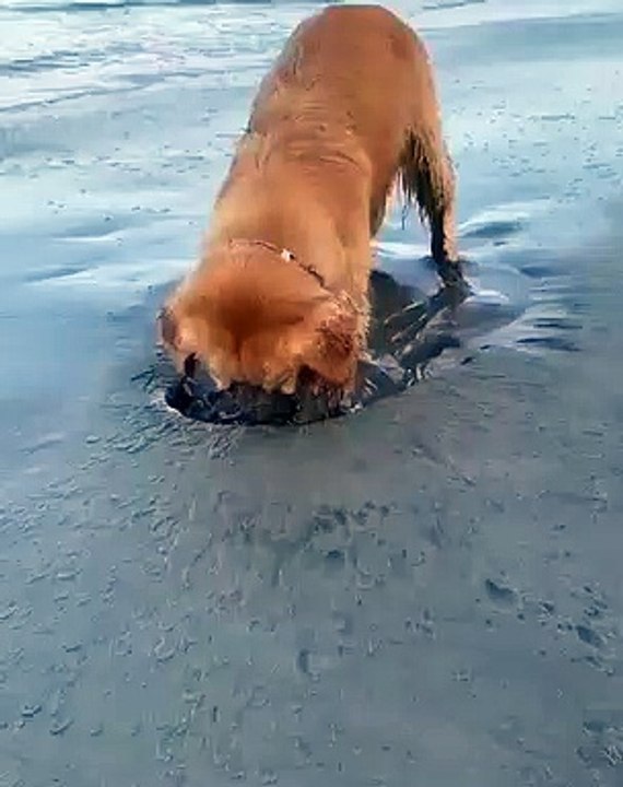 Ce labrador va vous faire pleurer de rire. Regardez !