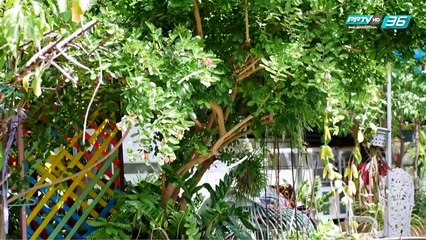 Did you Know - ต้นมะม่วงหาวมะนาวโห่คือต้นเดียวกันจริงหรือไม่