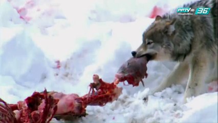 โลกสารคดี - สุดยอดสัตว์กินซากแห่งเยลโลว์สโตน (4/4)