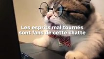 Un chat avec une tache bizarre sur le front, cherche un propriétaire !