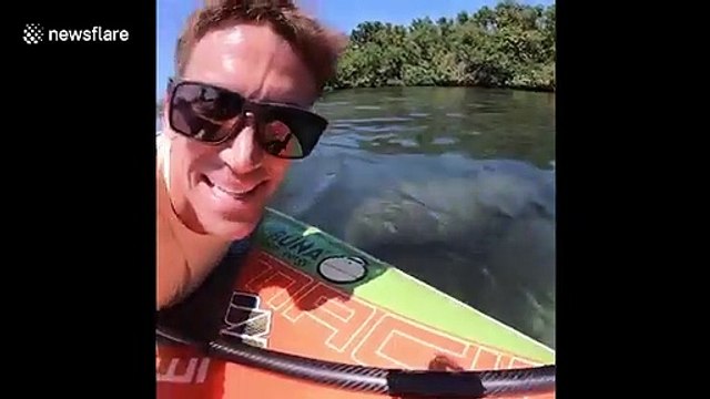 Paddle boarders stumble across herd of manatees in Florida