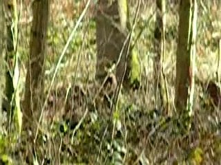 Cerfs en foret de St Gobain 02_02_08