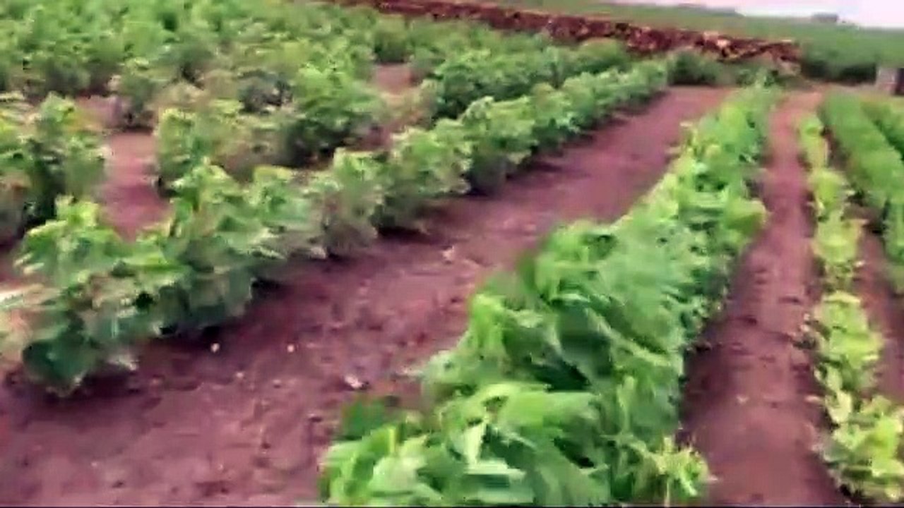 India farm with Peanut