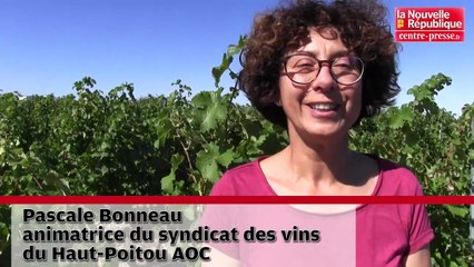 VIDEO. Poitiers : vendanges prometteuses pour le Haut-Poitou AOC