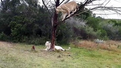 Leones de Sudafrica