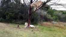 Leones de Sudafrica