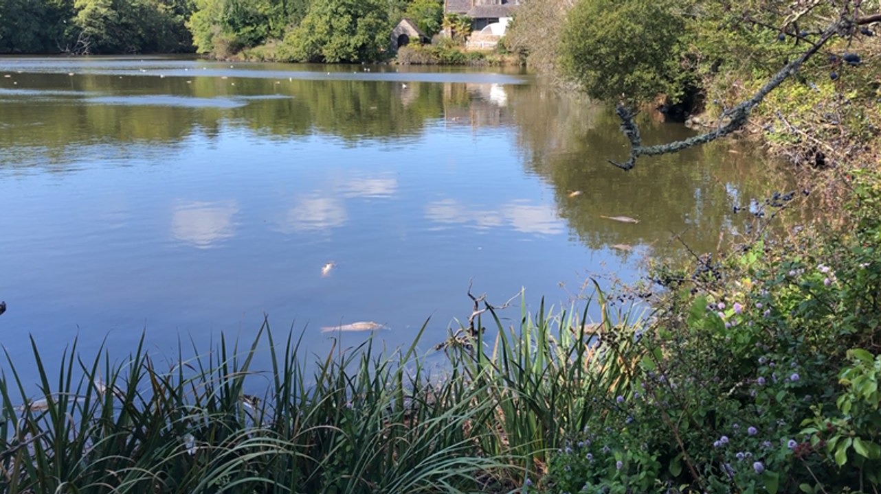 Des poissons morts sur les rives du Ter
