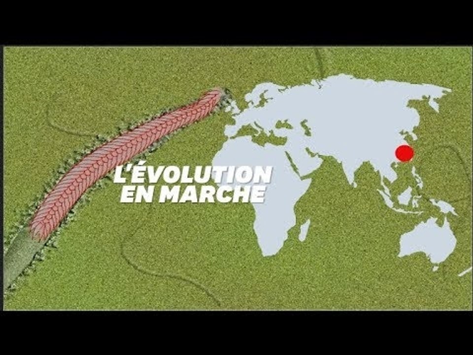C'est peut-être grâce à ce gros ver que l'on a appris à se déplacer