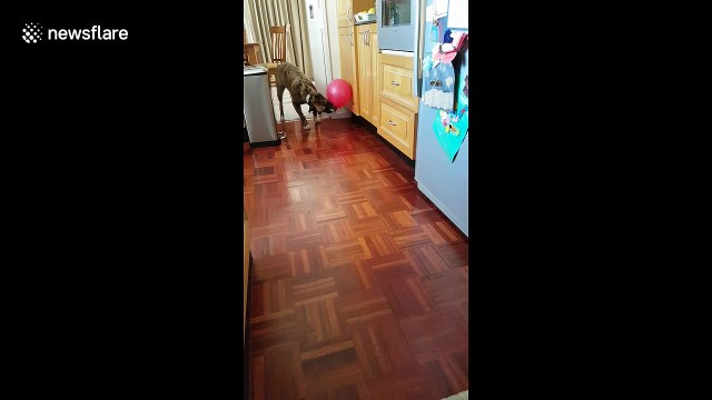 Don't pup the balloon! Gentle dog skillfully plays with balloon