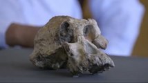 Skull Of Ancient Human Ancestor Unearthed