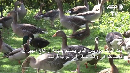 محاكمة طيور بط بتهمة إزعاج الجيران بصوتها المرتفع في فرنسا