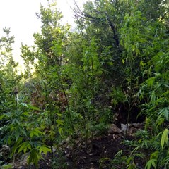 Samandağ'da 200 kök Hint keneviri ele geçirildi