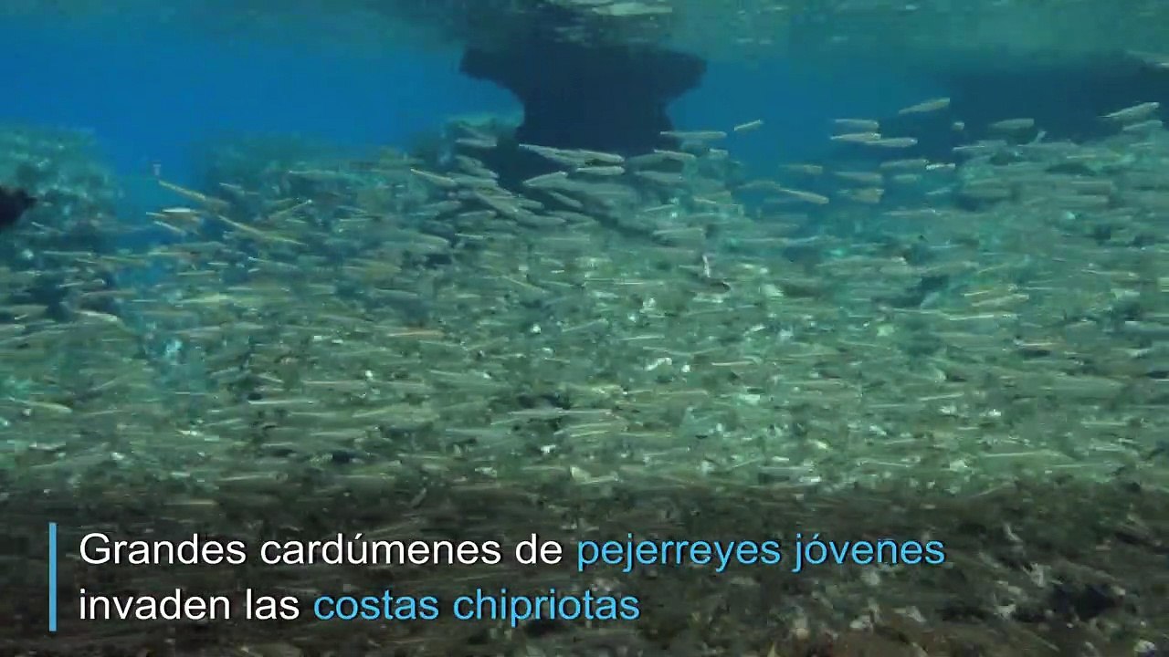 Espectáculo vivo